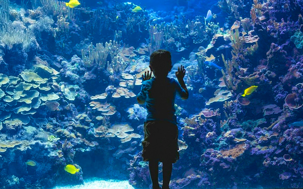 Emaar Aquarium and Underwater Zoo Entry Ticket: Istanbul Price